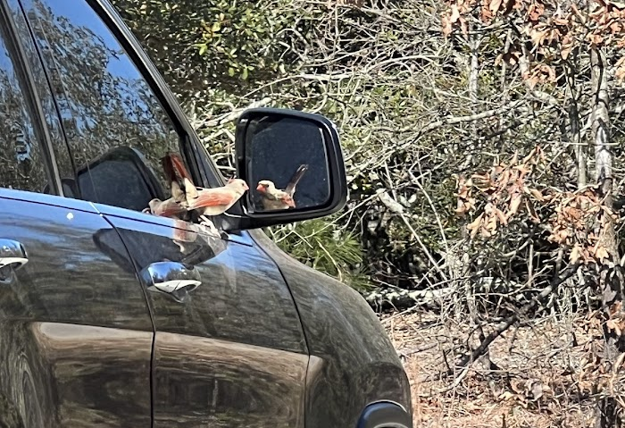 Bird With a Song